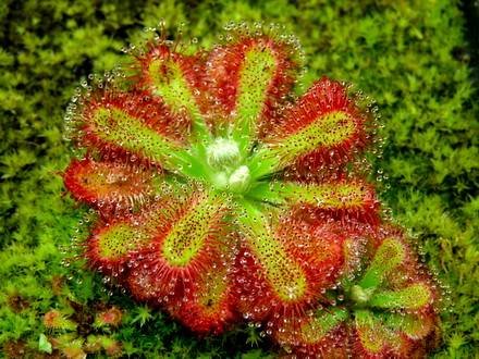 Drosera3