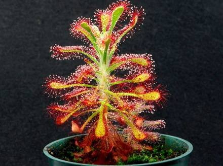 Drosera4