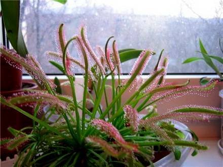 Drosera6