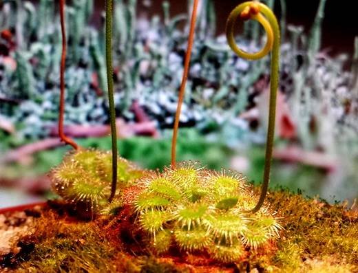 Drosera9