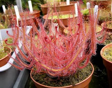 DroseraBinataMultifidaExtrema