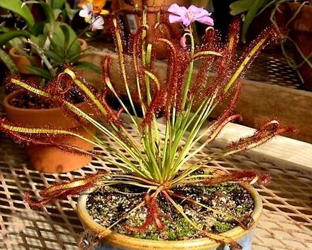 DroseraCapensis3