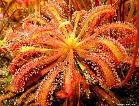 DroseraCapensis4