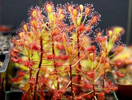 DroseraMadagascariensis