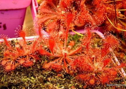 DroseraOblanceolata1