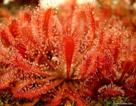 DroseraOblanceolata2