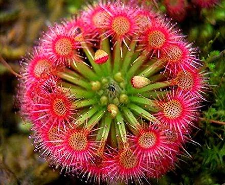 DroseraRotundifolia1