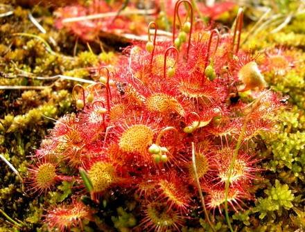 DroseraRotundifolia2