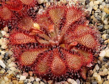 DroseraSpatulata1