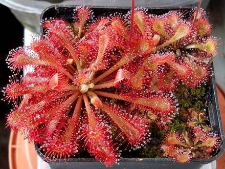 DroseraSpatulata2