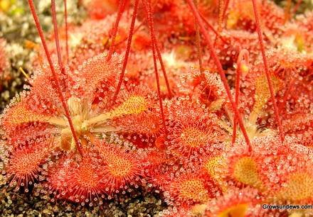 DroseraTokaiensis