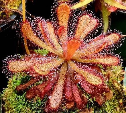 DroseraVenusta3