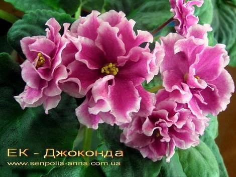 Джоконда1