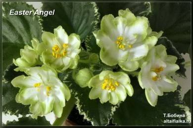 EasterAngel3