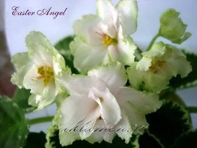 EasterAngel5
