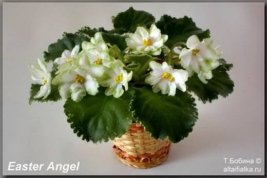 EasterAngel6