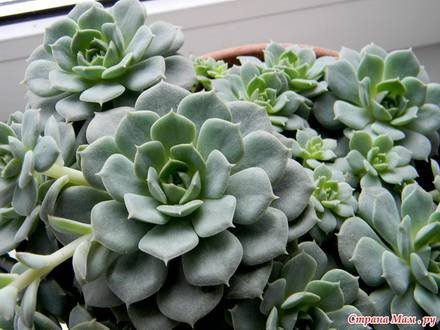 Echeveria1
