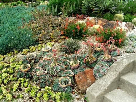 Echeveria12