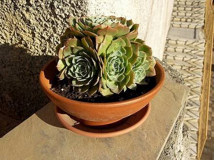 Echeveria3
