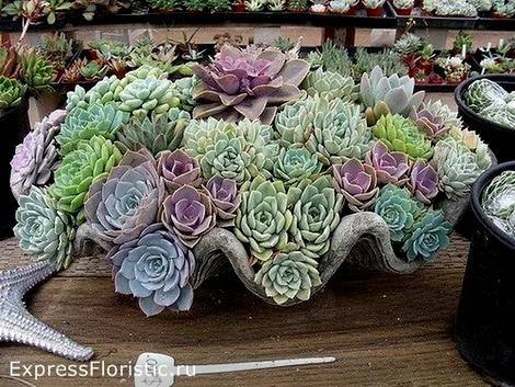 Echeveria9