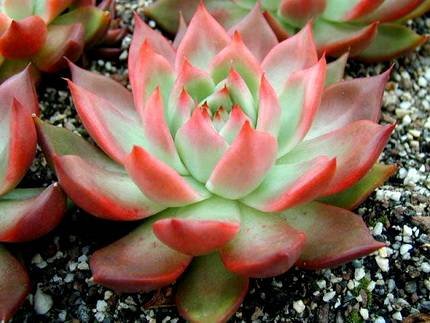 EcheveriaAgavoides
