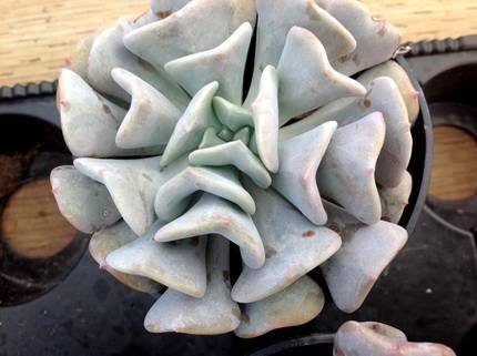 EcheveriaCubicFrost