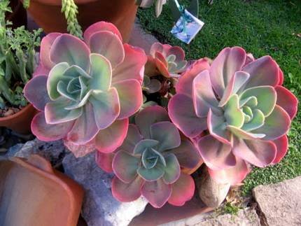 EcheveriaGibbiflora