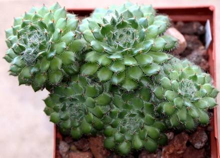 EcheveriaSetosaCiliata