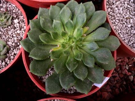 EcheveriaSetosaOteroi