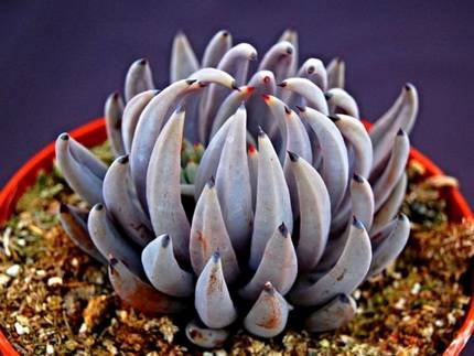 EcheveriaUnguiculata