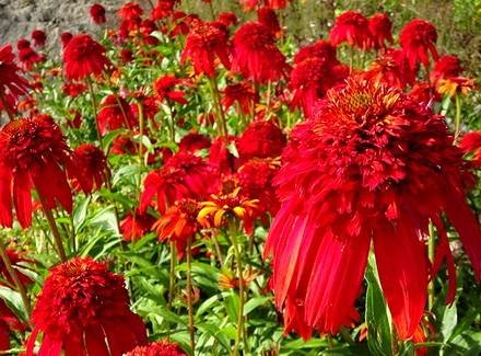 Echinacea1