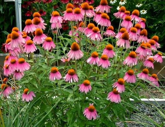Echinacea11