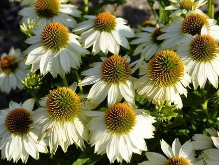 Echinacea2