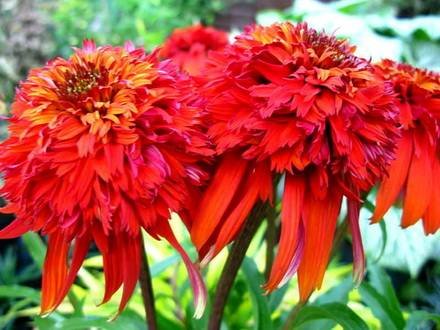 Echinacea3