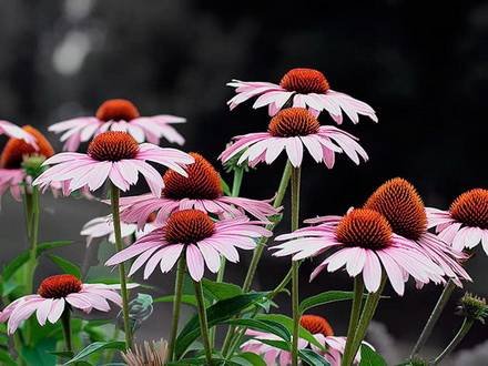 Echinacea33