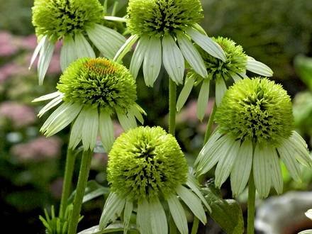 Echinacea4