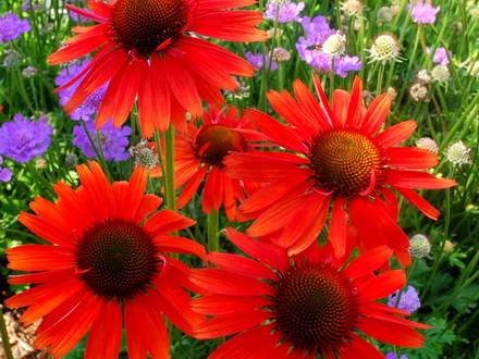 Echinacea5