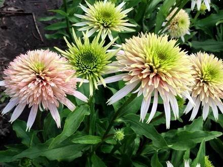 Echinacea6