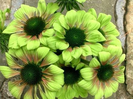 Echinacea7
