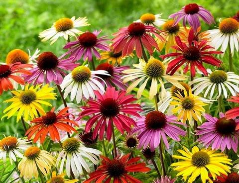 Echinacea9