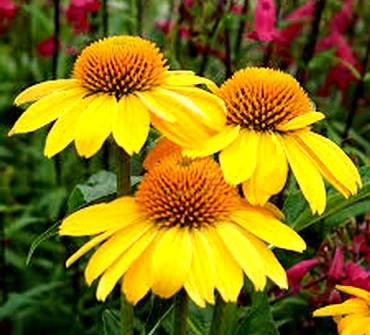 EchinaceaLemonYellow