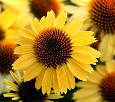 EchinaceaSandyYellow