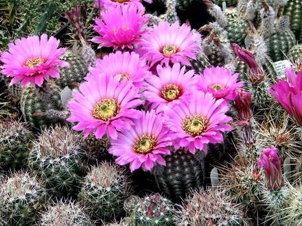 Echinocereus88