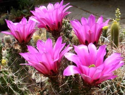 EchinocereusBlanckii