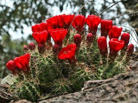 EchinocereusCoccineus