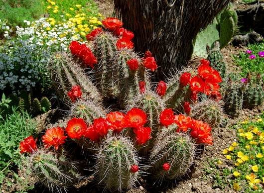 EchinocereusCoccineus2