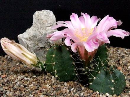 EchinocereusKnippelianus
