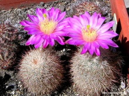 EchinocereusL aui
