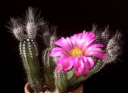 EchinocereusPalmeri