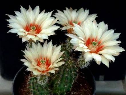 EchinocereusPapillosus